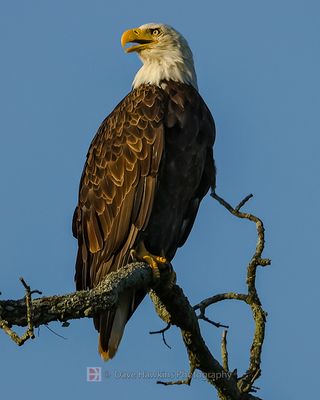BALD EAGLE