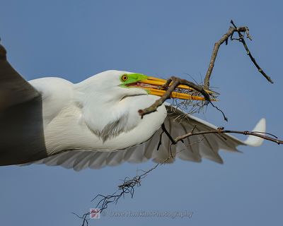 GREAT EGRET