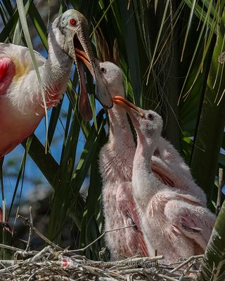 ROSEATE SPOONBILL