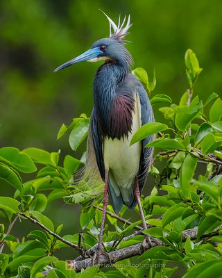 TRICOLORED HERON