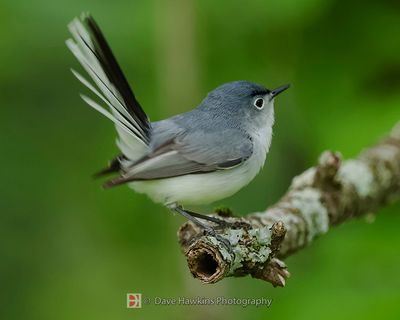 BLUE-GRAY GNATCATCHER
