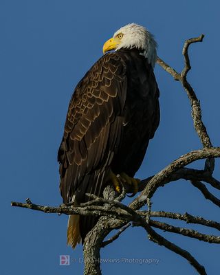 BALD EAGLE
