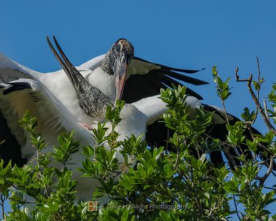 WOOD STORK