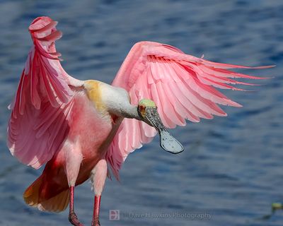 ROSEATE SPOONBILL