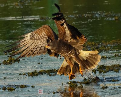 SNAIL KITE ♀