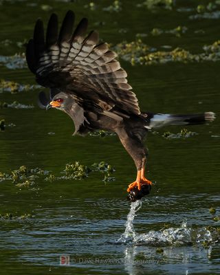 SNAIL KITE