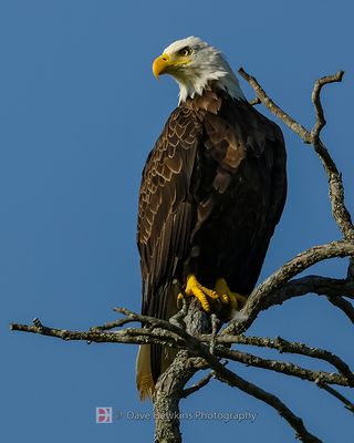 BALD EAGLE