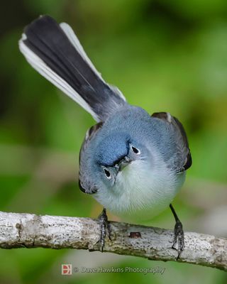 BLUE-GRAY GNATCATCHER