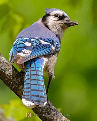 BLUE JAY
