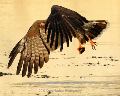 SNAIL KITE