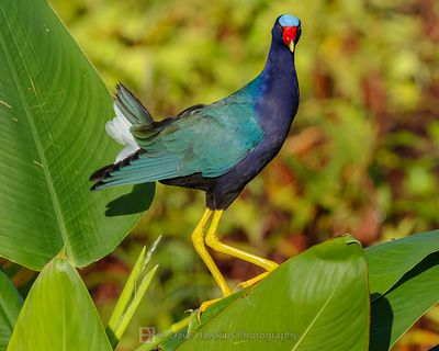 PURPLE GALLINULE