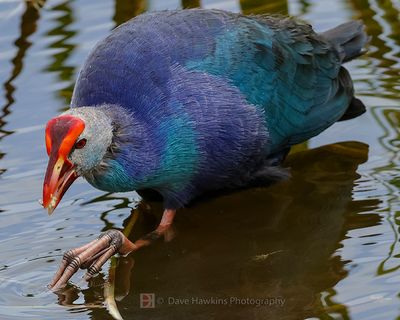 GRAY-HEADED SWAMPHEN