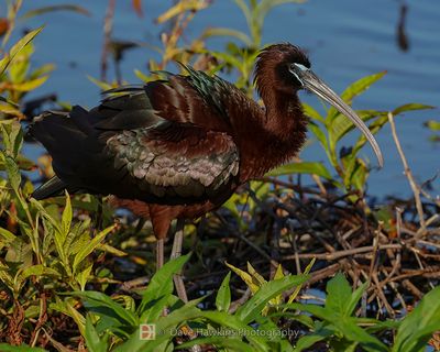 GLOSSY IBIS