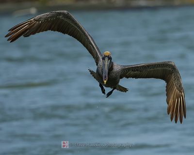 BROWN PELICAN