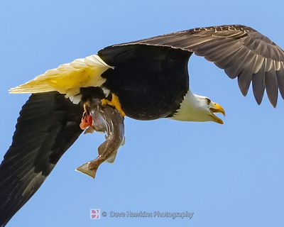 BALD EAGLE