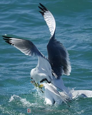 BLACK-LEGGED KITTIWAKE