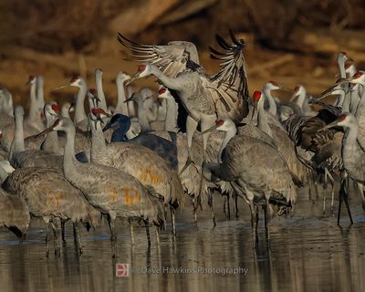 SANDHILL CRANE