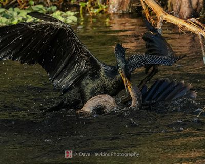ANHINGA