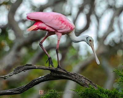 ROSEATE SPOONBILL