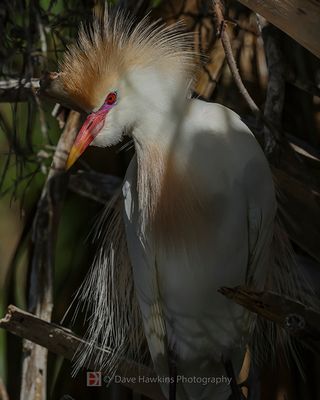 CATTLE EGRET