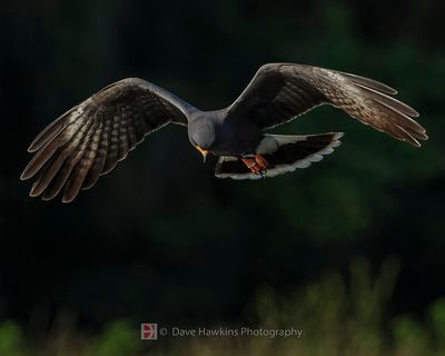 SNAIL KITE