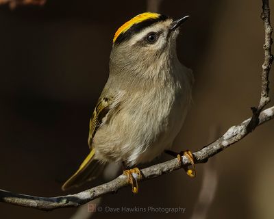 GOLDEN-CROWNED KINGLET