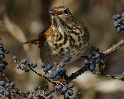 HERMIT THRUSH