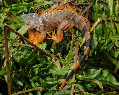 REPTILES