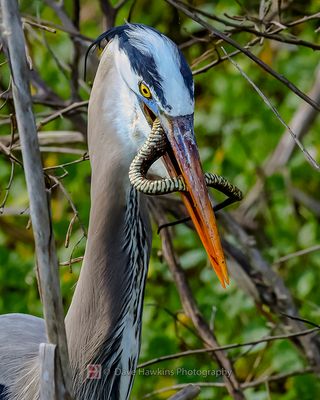 GREAT BLUE HERON