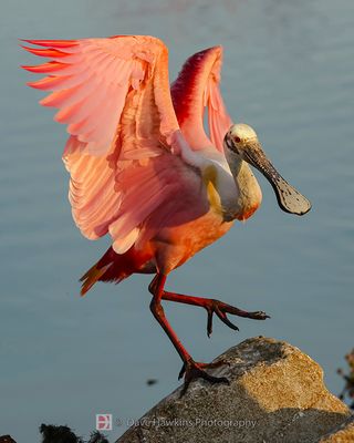 ROSEATE SPOONBILL