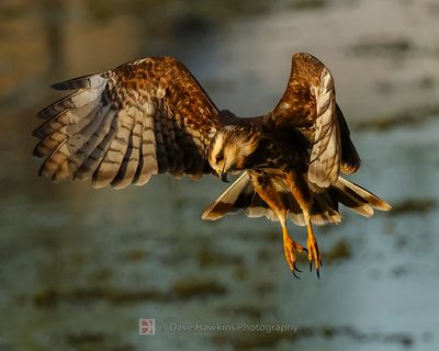 SNAIL KITE