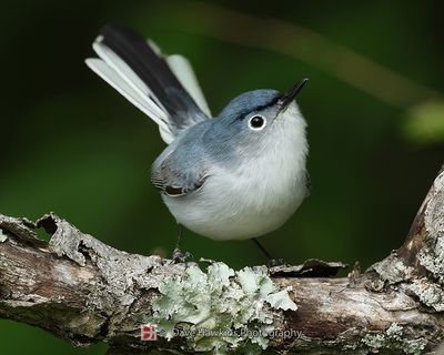 BLUE-GRAY GNATCATCHER