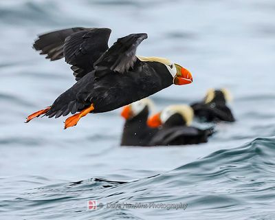TUFTED PUFFIN