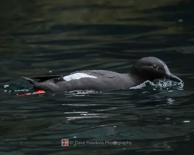 PIGEON GUILLEMOT