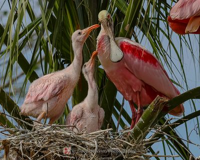ROSEATE SPOONBILL
