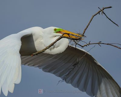 GREAT EGRET