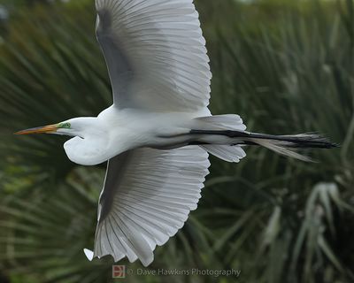 GREAT EGRET