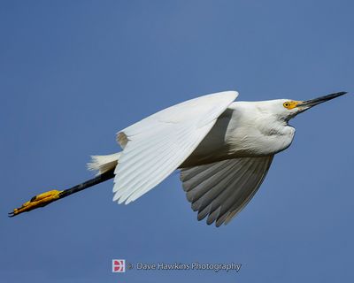 SNOWY EGRET