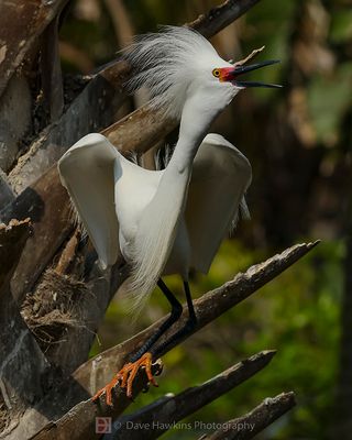 SNOWY EGRET