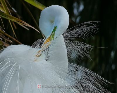 GREAT EGRET