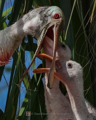 ROSEATE SPOONBILL