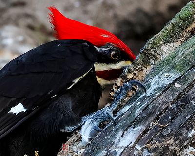 PILEATED WOODPECKER