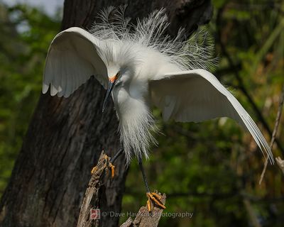 SNOWY EGRET