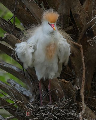 CATTLE EGRET