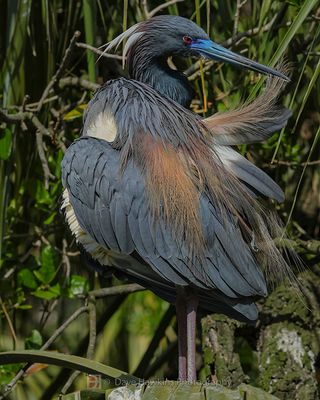 TRICOLORED HERON