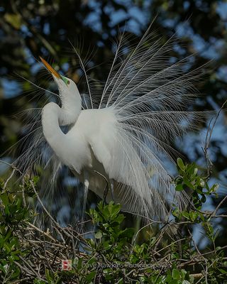 GREAT EGRET