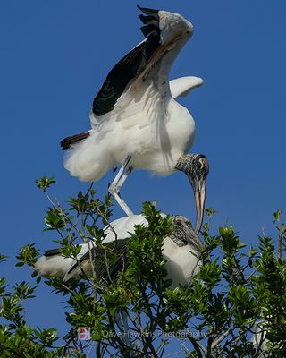WOOD STORK