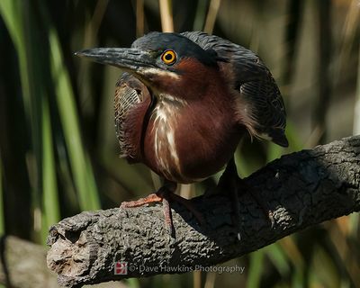 GREEN HERON