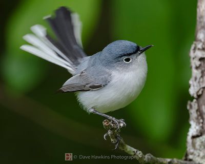 BLUE-GRAY GNATCATCHER