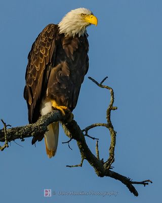 BALD EAGLE